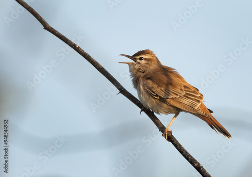 Rufous-tailed Scrub Robin perched on a twig at Hamala, Bahrain photo