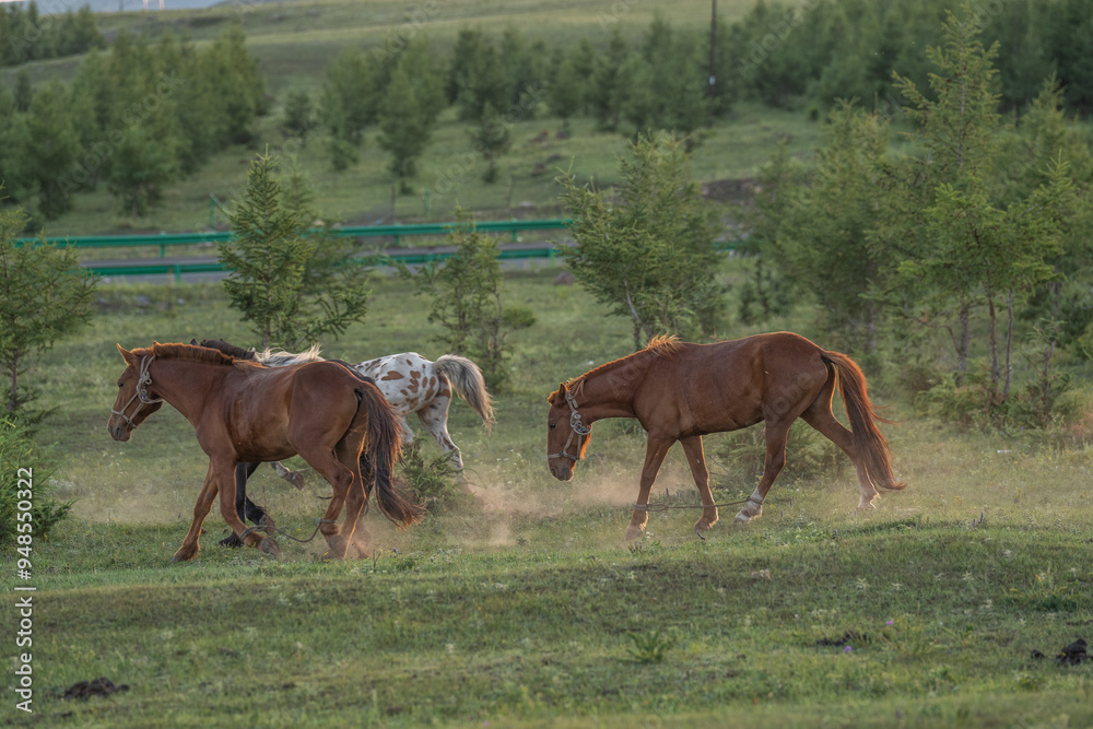 brown horses brown horses