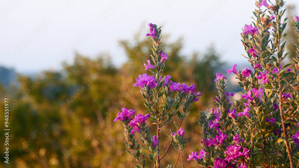 Obraz premium Pink flowers in sunset light close up, summer, cute, plants, purple, france, europe