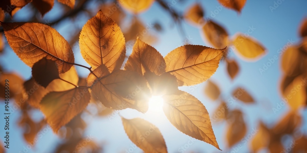 Autumn leaves bright blue sky with the sun shining. Autumn leaves bright blue sky with the sun shining.