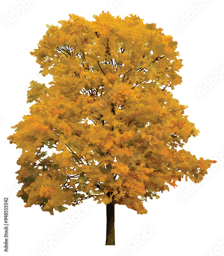 Silver Maple tree,  isolated tree vector
