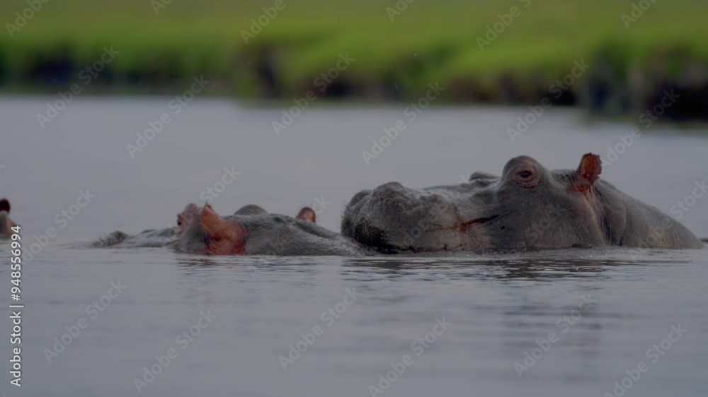 Wild animal in Chobe National Park, Botswana Wild animal in Chobe National Park, Botswana