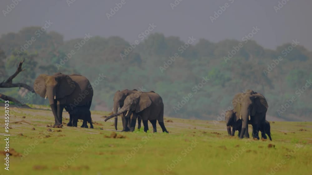 Wild animal in Chobe National Park, Botswana Wild animal in Chobe National Park, Botswana