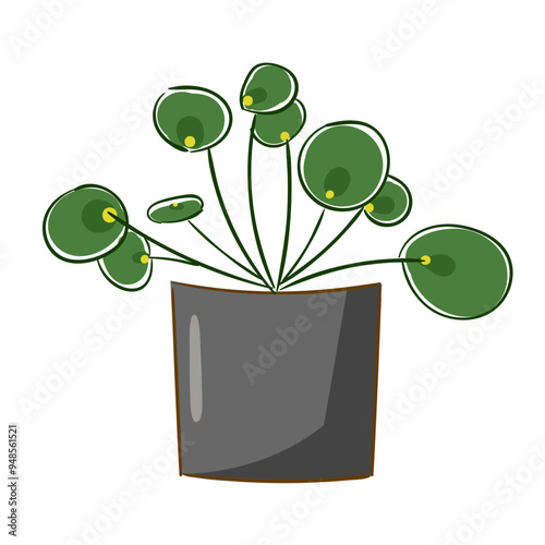 Plant Chinese Money