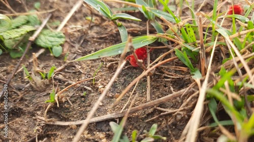 Wallpaper Mural Trombidiidae bugs. Its other names  red velvet mites, true velvet mites and rain bugs. This is a small arachnids or eight legged arthropods found in plant litter and known for their bright red color. Torontodigital.ca