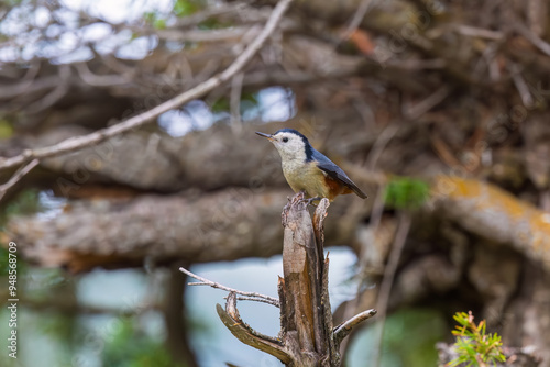 White-cheeked nuthatch (Sitta leucopsis) at Sinthan Top, Jammu  Kashmir UT