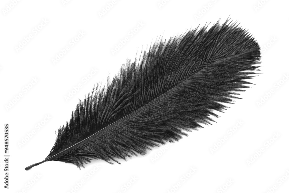 Beautiful black bird feather isolated on white, top view Beautiful black bird feather isolated on white, top view