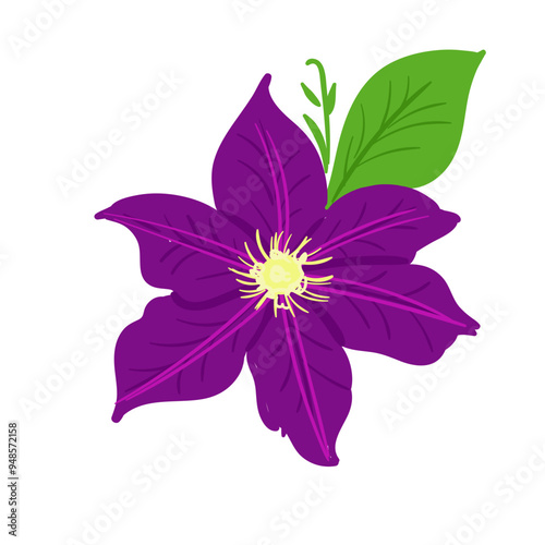 Hand Drawn Clematis Flower