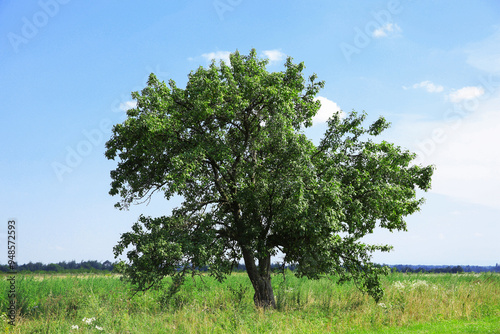 Beautiful tree with green leaves growing outdoors