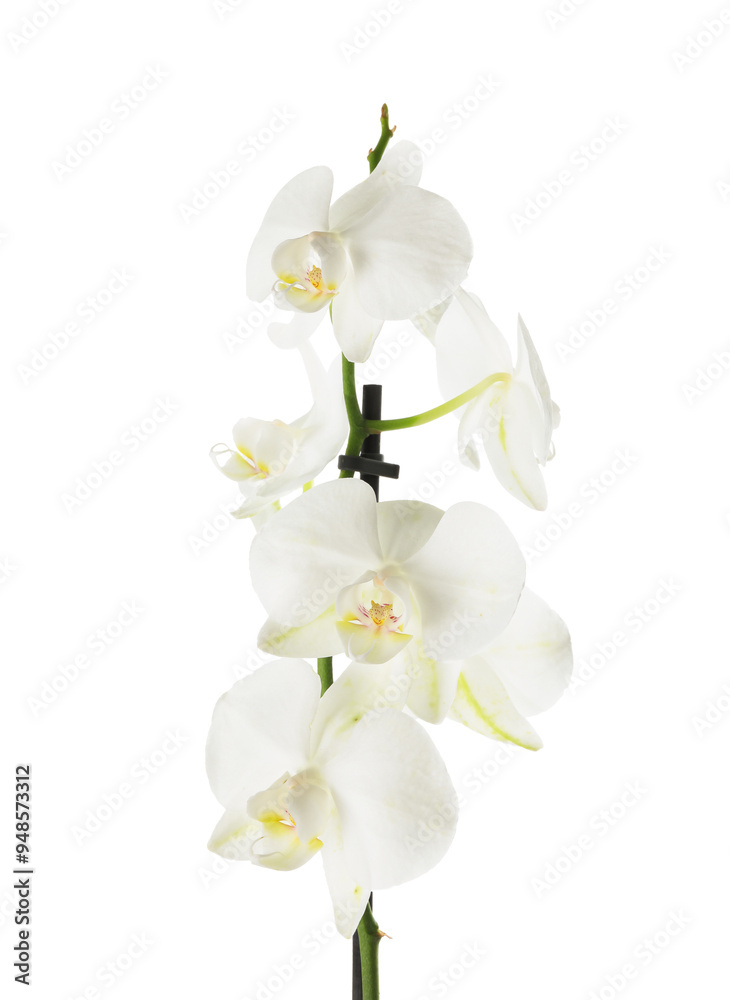 Beautiful orchid branch with flowers isolated on white Beautiful orchid branch with flowers isolated on white