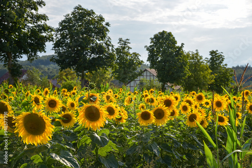 Landschaft in der Thüringer Rhön mit Sonnenblumen