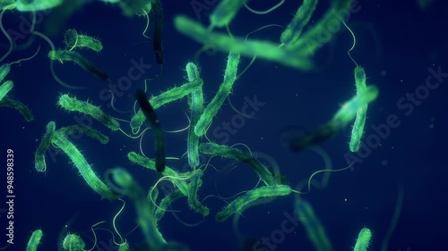 Cholera bacteria animation. Vibrio cholerae is a gram negative bacterium. Cholera is a bacterial disease usually spread through contaminated water and can cause severe diarrhea and dehydration photo