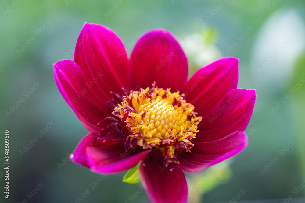 Macro Shot of Vibrant Dark Pink Dahlia with Yellow Center Grown from Seed Macro Shot of Vibrant Dark Pink Dahlia with Yellow Center Grown from Seed