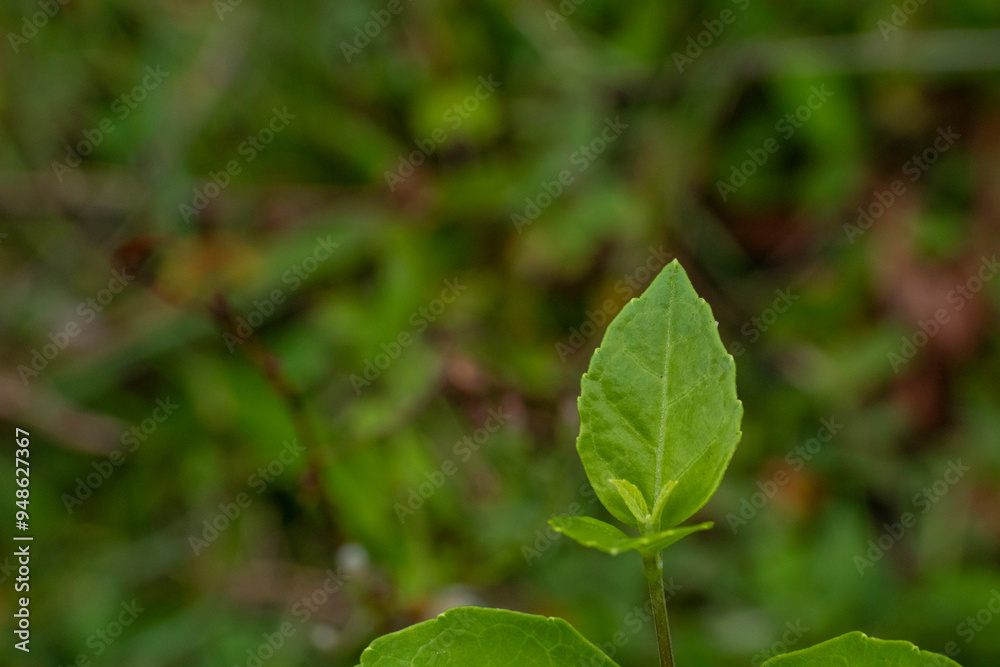 Green leaves of a tree Green leaves of a tree
