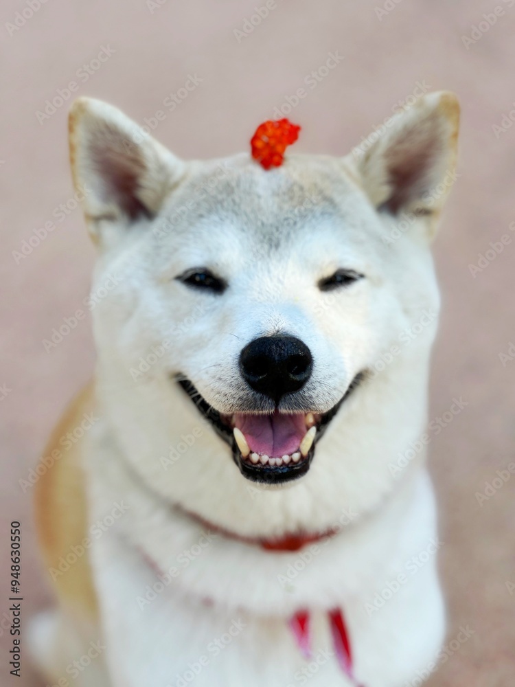 Shiba Inu dog with flower on its head Shiba Inu dog with flower on its head