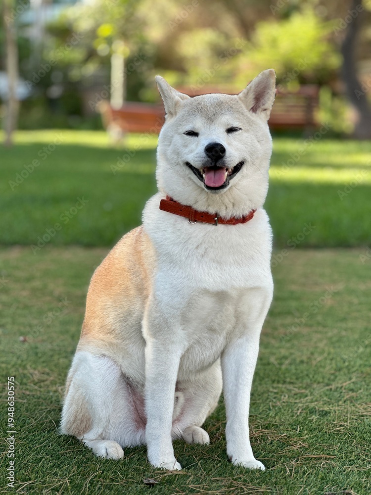 portrait of a dog Happy Shiba Inu portrait of a dog Happy Shiba Inu