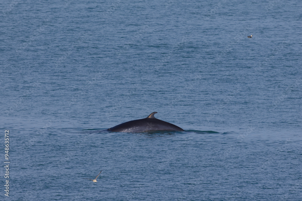Fototapeta premium The small Minke whale in the Arctic sea of the Svalbard