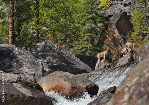 Russia, Western Buryatia, Eastern Sayans. A small herd of mountain goats jump over the huge fragments of rocks of the grandiose Dabat waterfall in the valley of the river Tissa. photo