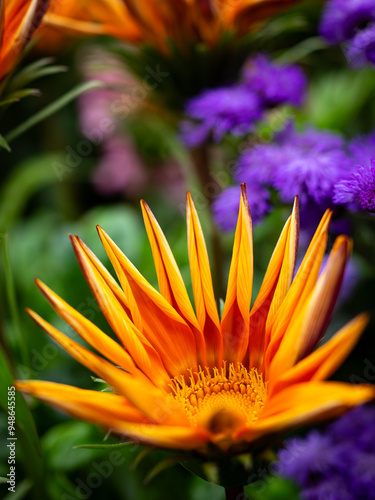 flower of a calendula