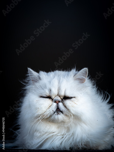 white persian cat