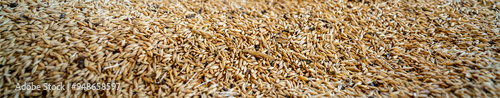 Golden yellow whole wheat grains. Texture background, Food ingredient