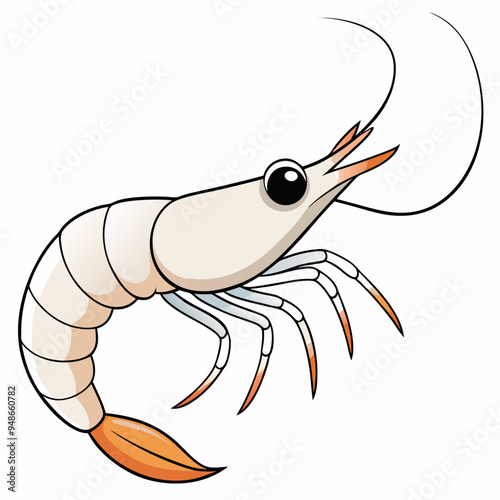 Pacific White Shrimp art vector