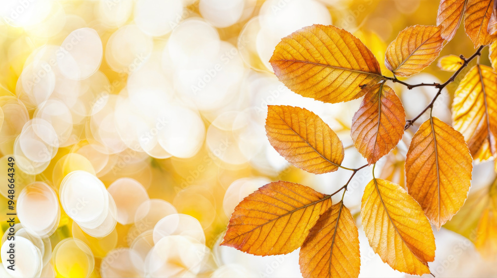 Autumn leaves in sharp focus with golden white bokeh light effects in the background Autumn leaves in sharp focus with golden white bokeh light effects in the background
