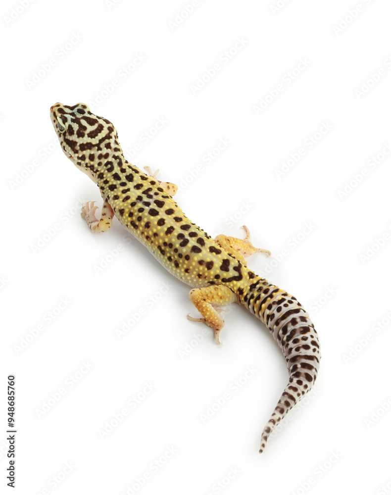 Naklejka premium One beautiful gecko isolated on white. Exotic pet