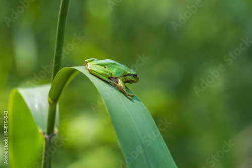 Hyla arborea - Green tree frog on a stalk. The background is green. The photo has a nice bokeh. Wild photo