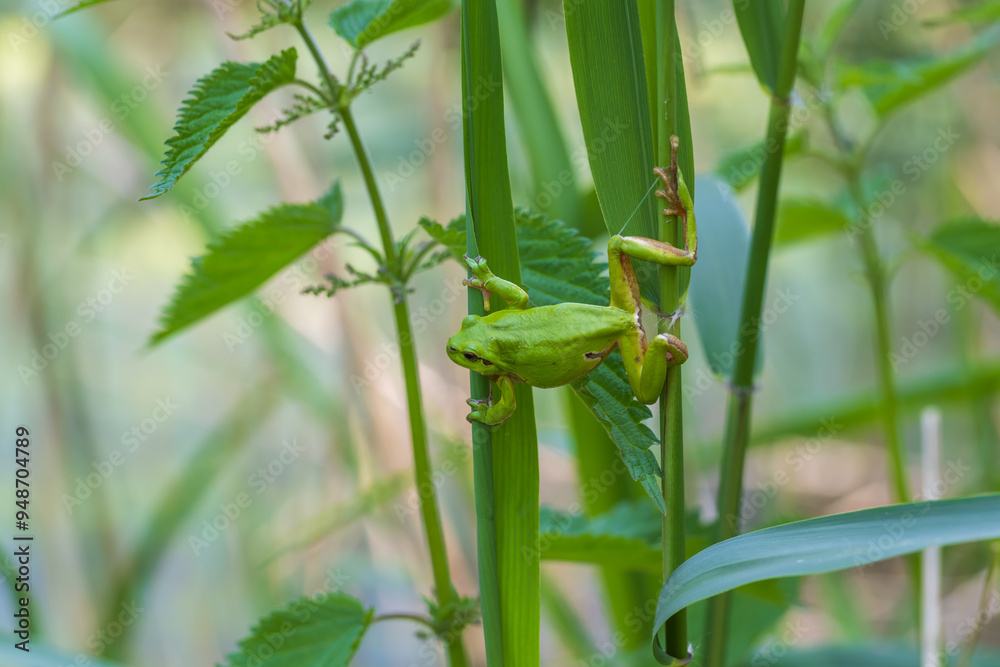 Hyla arborea - Green tree frog on a stalk. The background is green. The photo has a nice bokeh. Wild photo Hyla arborea - Green tree frog on a stalk. The background is green. The photo has a nice bokeh. Wild photo