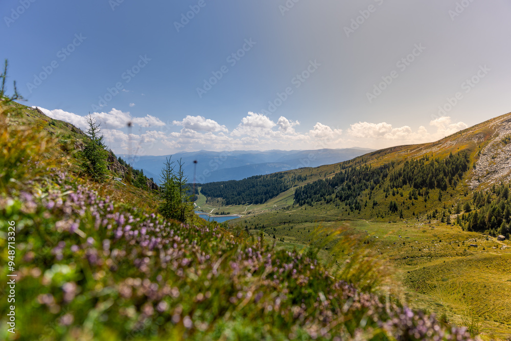 Obraz premium landscape with flowers