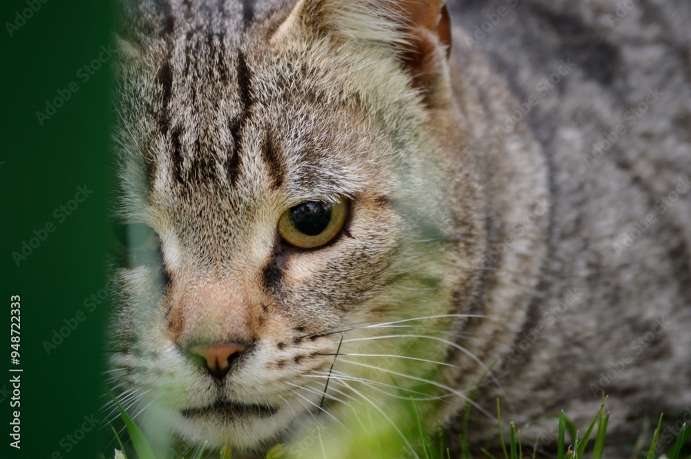 Obraz premium the gray cat is hiding