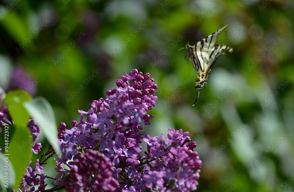 colorful butterfly and purple lilac colorful butterfly and purple lilac