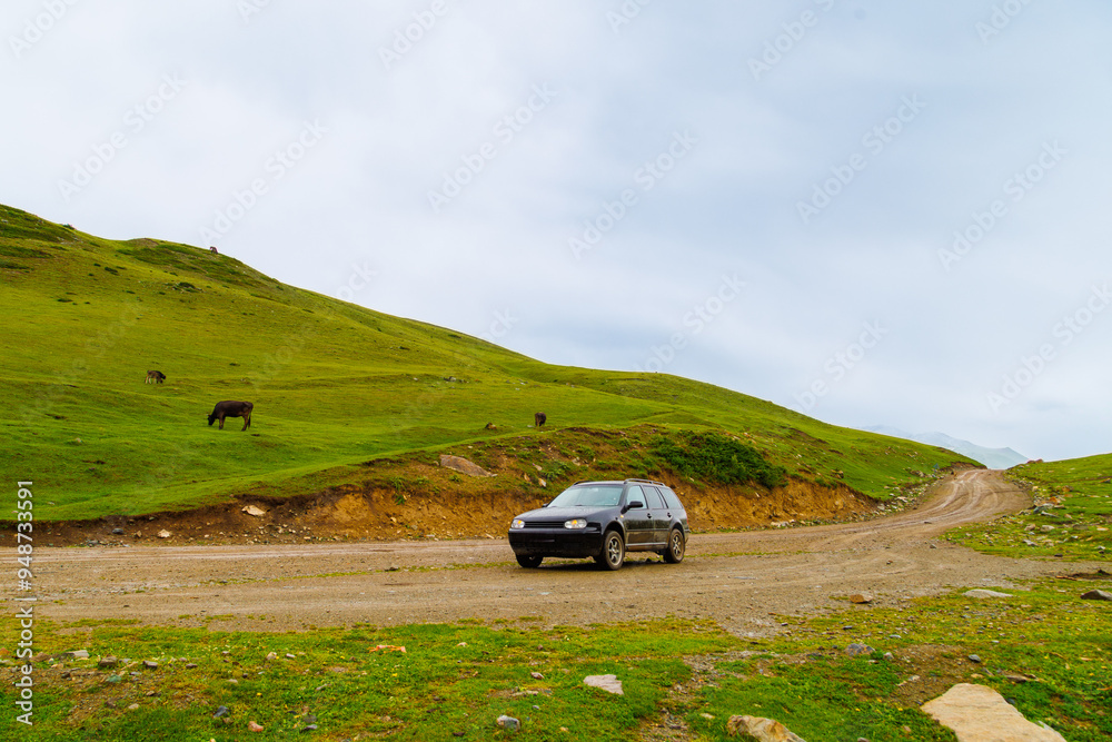 Fototapeta premium black car on wet dirt road in the mountain hills in front of grazing cows on green pasture at rainy day.