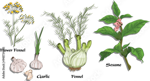 Garlic is a species of bulbous flowering plant in the genus Allium.