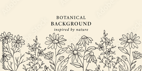 Hand drawn camomile, st.john's wort, calendula, echinacea flowers background