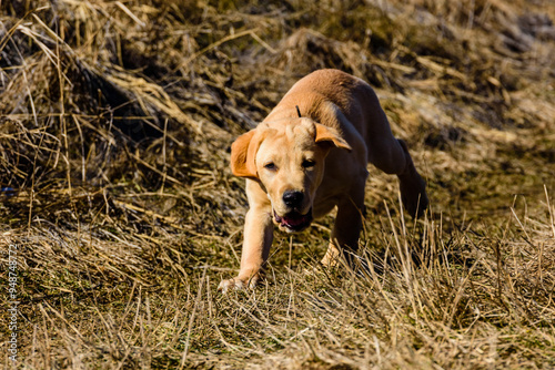 Cute young labrador retriever dog running at the meadow on early spring