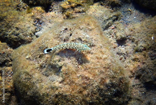 Speckled sandperch (Parapercis hexophtalma) is a member of the Pinguipedidae ...