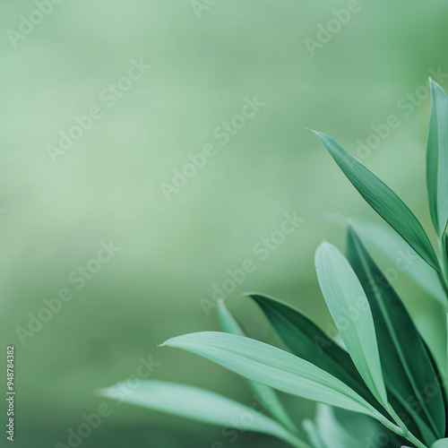 Fundo minimalista verde deslumbrante e lindo: um tesouro visual sereno e elegante. Mostrando o charme da simplicidade da natureza. photo