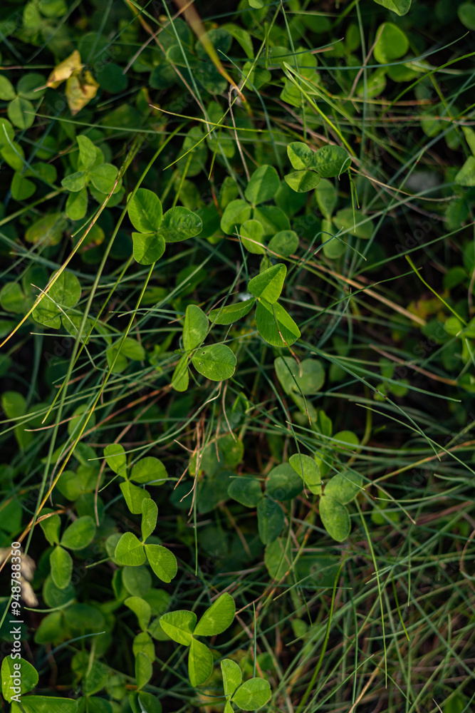 Top view of a lush patch of three-leaf clovers (Trifolium) and grass, illuminated by evening sunlight. The vibrant green plants fill the frame, creating a natural and serene outdoor scene. Top view of a lush patch of three-leaf clovers (Trifolium) and grass, illuminated by evening sunlight. The vibrant green plants fill the frame, creating a natural and serene outdoor scene.