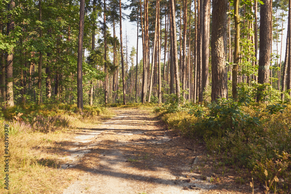 leśna droga 