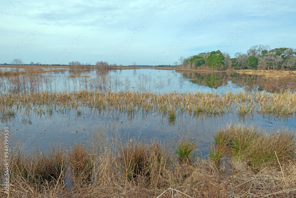 Wetland in a Southern Wildlife Refuge Wetland in a Southern Wildlife Refuge