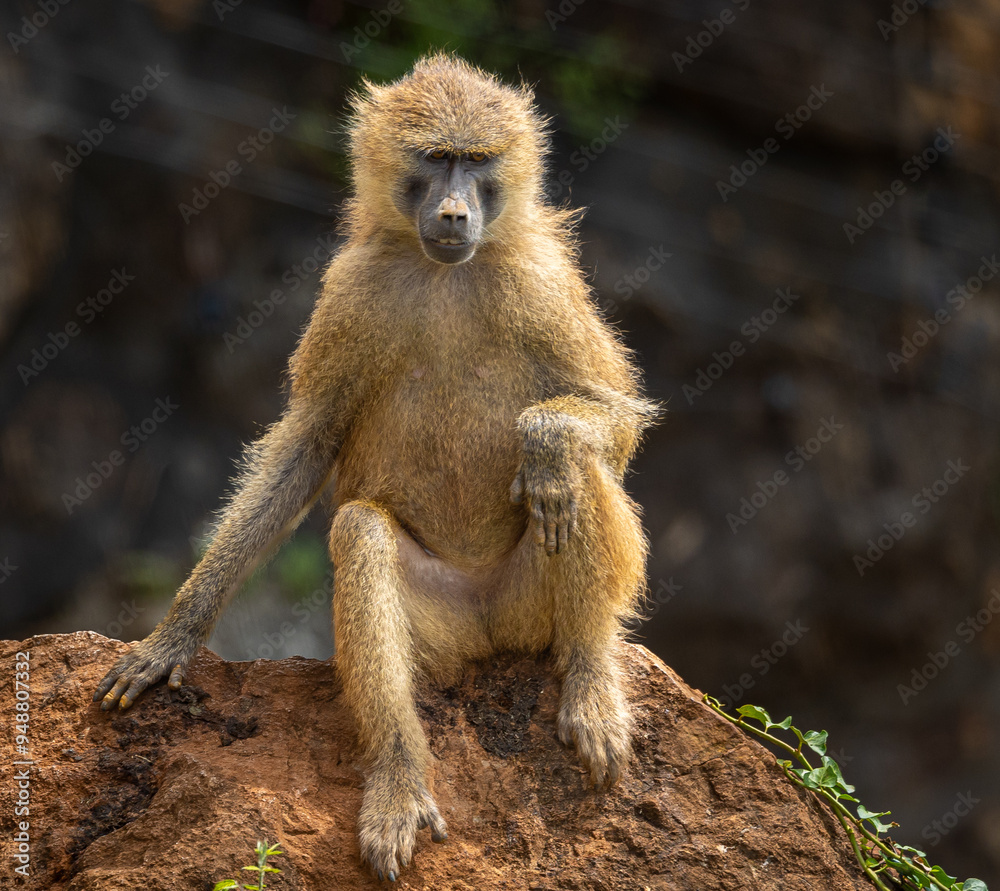 Obraz premium A great day in Cabarceno Park, with animals in semi-freedom!