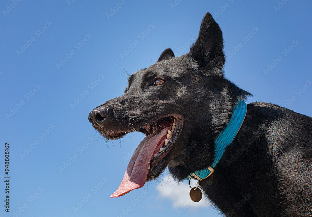 Black Dog Portrait