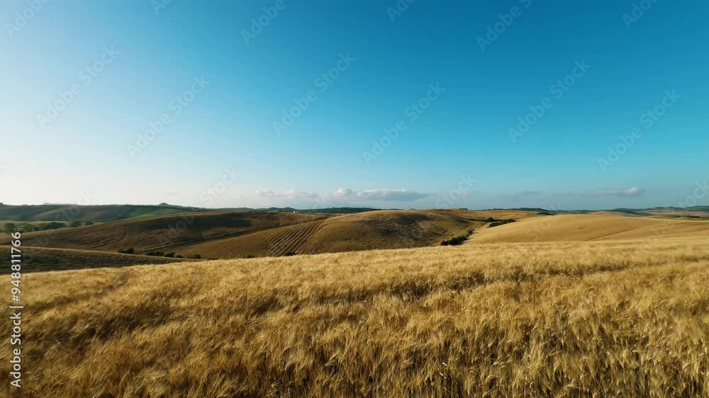 A Peaceful Field Of Wheat In Italy A Peaceful Field Of Wheat In Italy