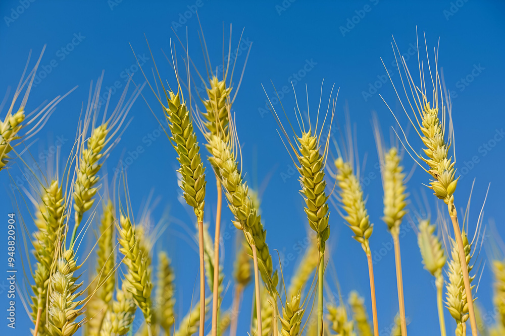 field of wheat field of wheat