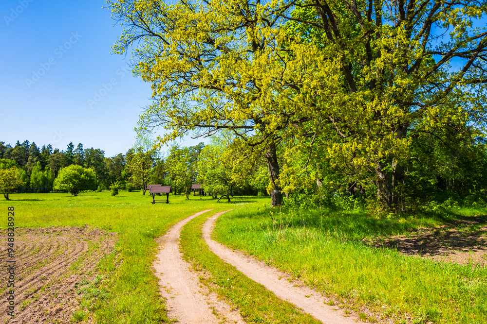 Rural road in farming landscape with green meadows full of spring flowers, Wigry National Park, Podlasie, Poland Rural road in farming landscape with green meadows full of spring flowers, Wigry National Park, Podlasie, Poland