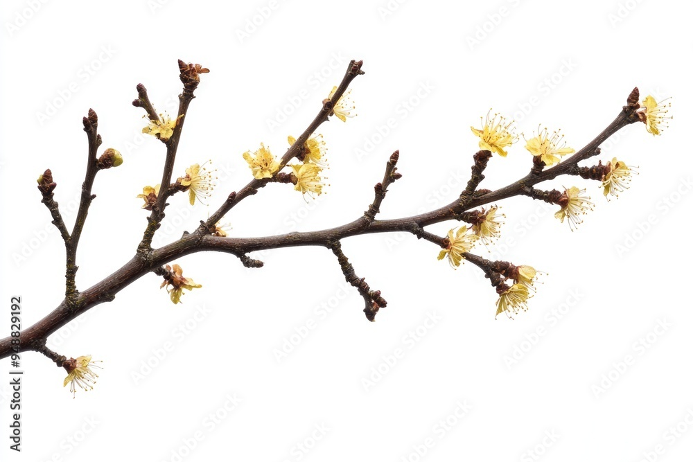 Witch Hazel Blossom. Ornamental Shrub Twig in Full Bloom, Isolated on White Background Witch Hazel Blossom. Ornamental Shrub Twig in Full Bloom, Isolated on White Background