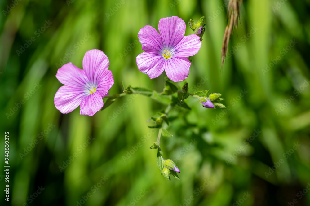 Linum viscosum pale pink flax flowers in bloom, wild flowering plant in Slovenia mountains Linum viscosum pale pink flax flowers in bloom, wild flowering plant in Slovenia mountains