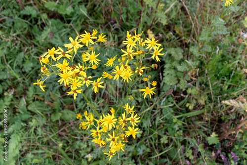 a close up of golden ragwort. In a heart shape